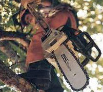 arborist saws
