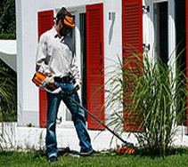arborist saws