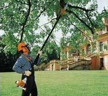 arborist saws